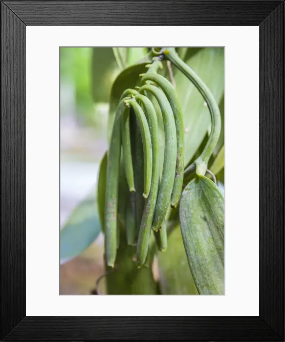 Framed Print : Vanilla pods at the L Union Estate coconut plantation, La Digue, Seychelles