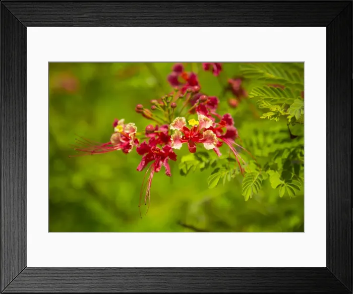 Framed Print : Delonix reggia (Flame Tree), La Digue, Seychelles