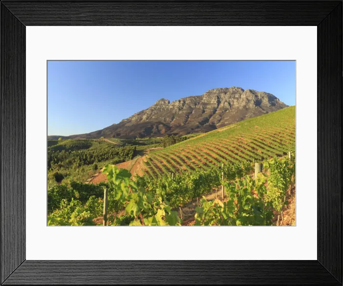 Framed Print : South Africa, Western Cape, Stellenbosch, Tokara Wine Estate Framed Print : South Africa, Western Cape, Stellenbosch, Tokara Wine Estate