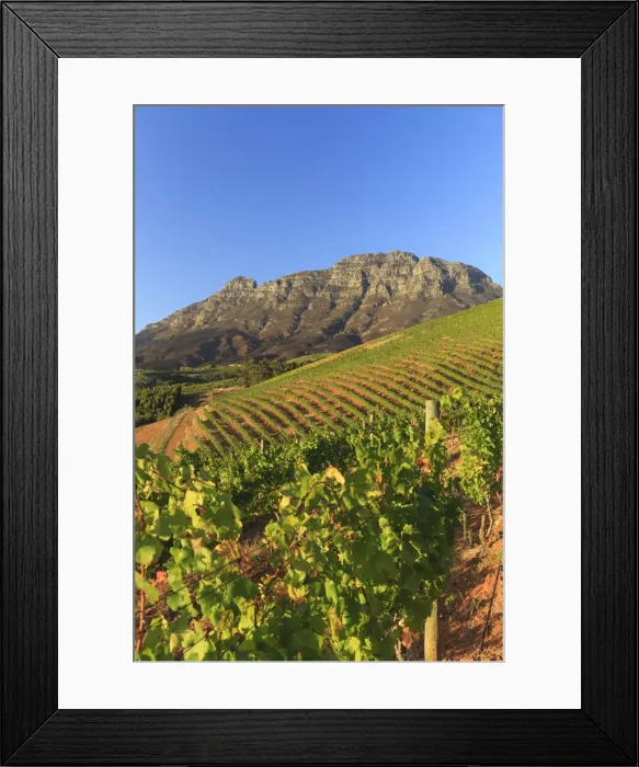 Framed Print : South Africa, Western Cape, Stellenbosch, Tokara Wine Estate Framed Print : South Africa, Western Cape, Stellenbosch, Tokara Wine Estate