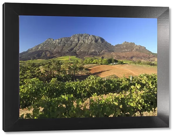 South Africa, Western Cape, Stellenbosch, Tokara Wine Estate