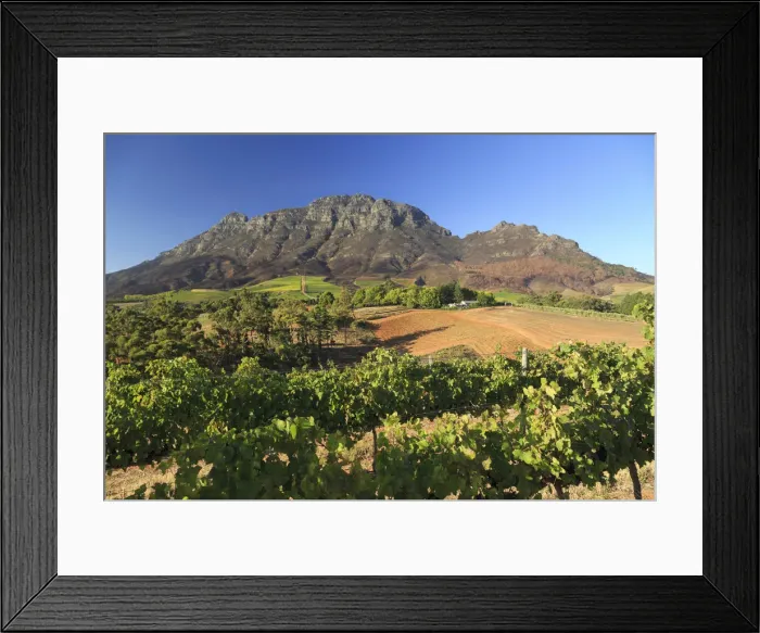 Framed Print : South Africa, Western Cape, Stellenbosch, Tokara Wine Estate Framed Print : South Africa, Western Cape, Stellenbosch, Tokara Wine Estate