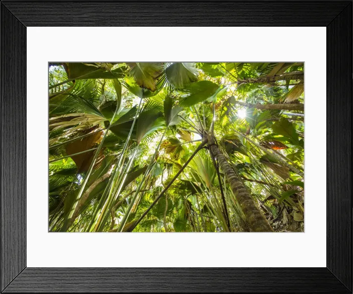 Framed Print : Coco de Mer palms, Vallei de Mai, Praslin Island, Seychelles Framed Print : Coco de Mer palms, Vallei de Mai, Praslin Island, Seychelles