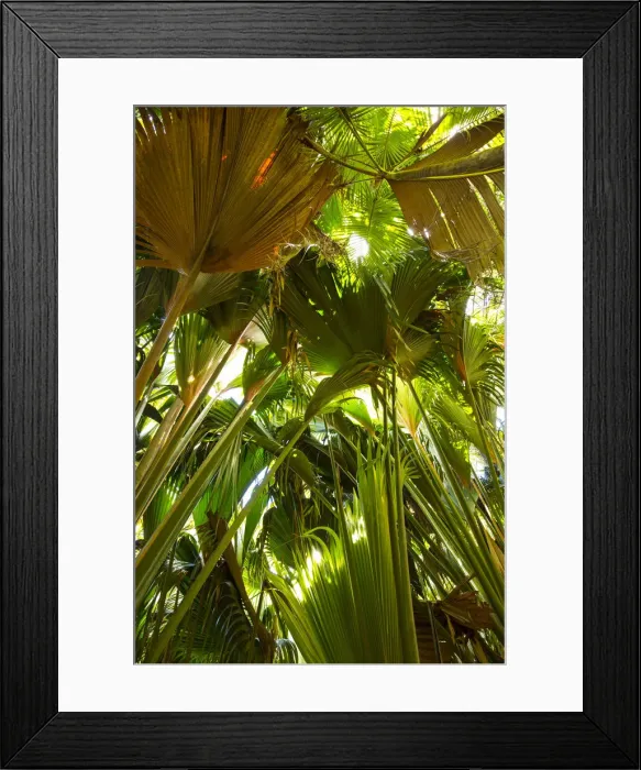 Framed Print : Coco de Mer palms, Vallei de Mai, Praslin Island, Seychelles