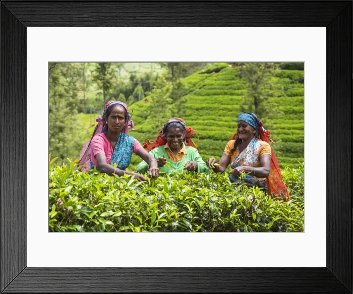 Framed Print : Sri Lanka, Nuwara Eliya disctict, Tea pluckers