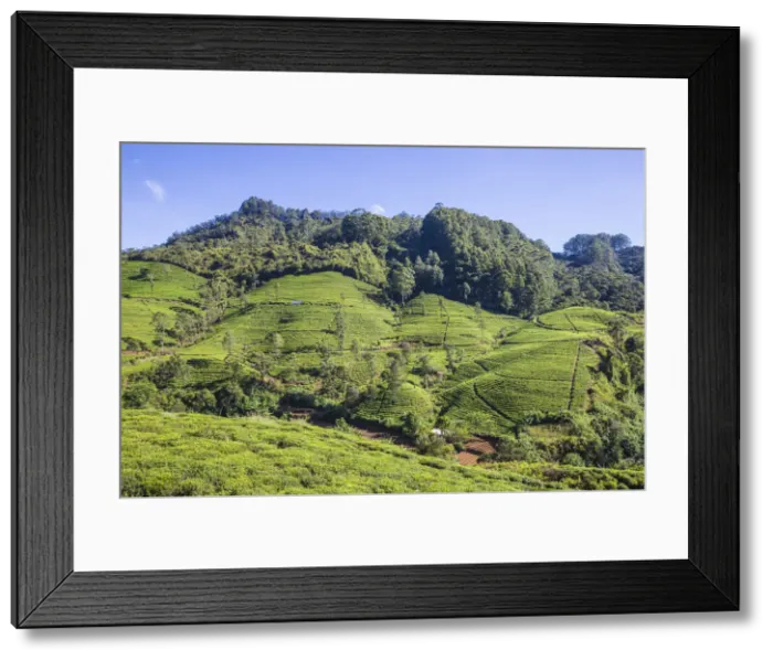 Framed Print : Sri Lanka, Nuwara Eliya, Edinburgh tea estate Framed Print : Sri Lanka, Nuwara Eliya, Edinburgh tea estate
