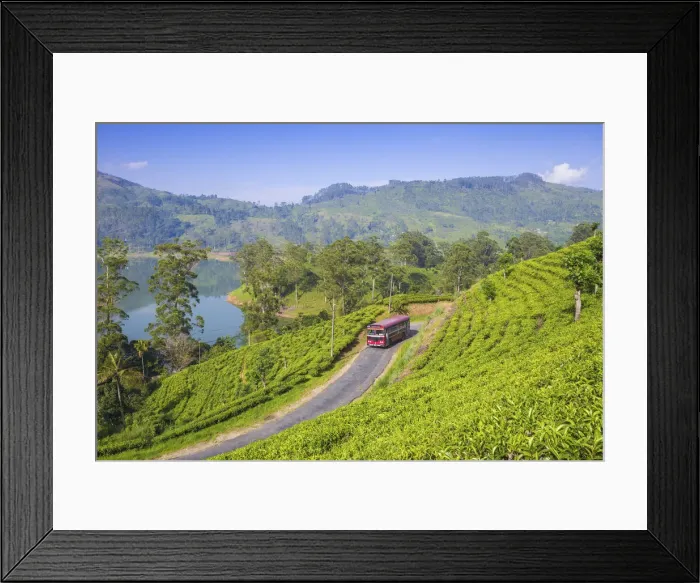 Framed Print : Sri Lanka, Hatton, View of tea estate and Castlereagh Lake Framed Print : Sri Lanka, Hatton, View of tea estate and Castlereagh Lake