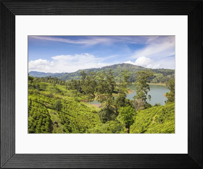 Framed Print : Sri Lanka, Hatton, View of tea estate and Castlereagh Lake Framed Print : Sri Lanka, Hatton, View of tea estate and Castlereagh Lake