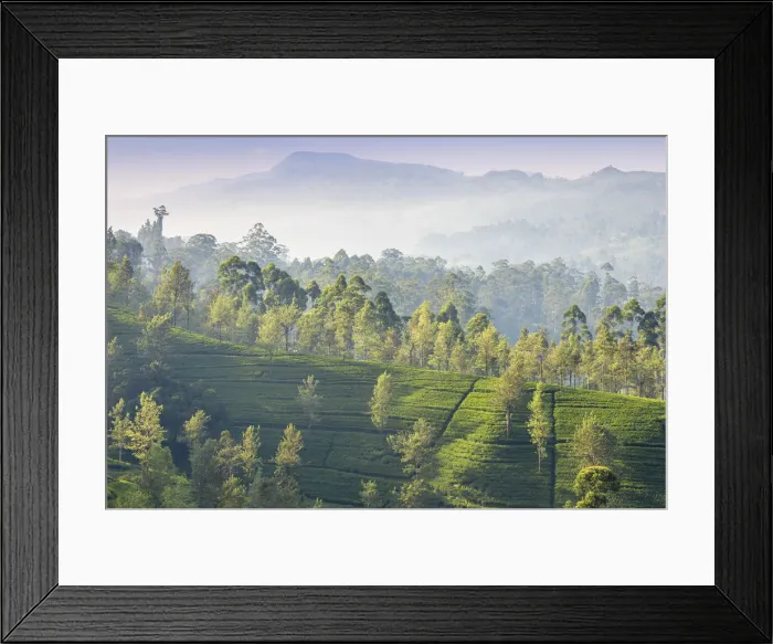 Framed Print : Sri Lanka, Hatton, Castlereagh Lake, Tea Estate