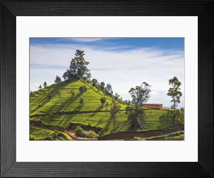 Framed Print : Sri Lanka, Nuwara Eliya, Sri Lanka, Nuwara Eliya, Tea estate Framed Print : Sri Lanka, Nuwara Eliya, Sri Lanka, Nuwara Eliya, Tea estate