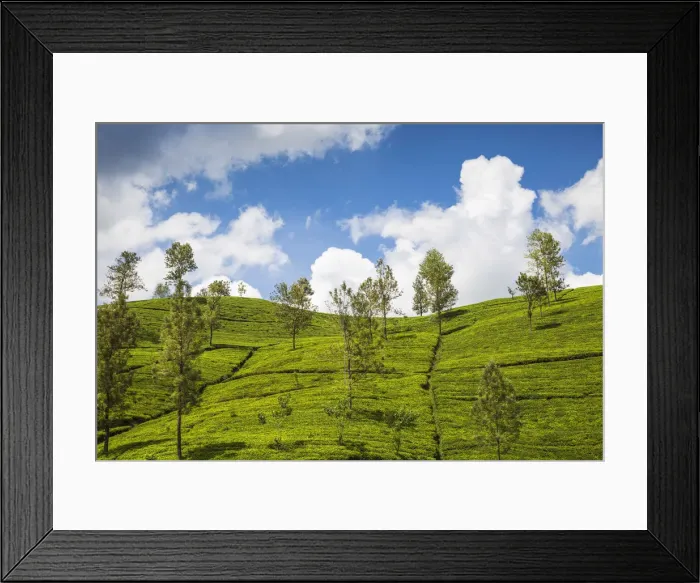 Framed Print : Sri Lanka, Nuwara Eliya, Tea Estate