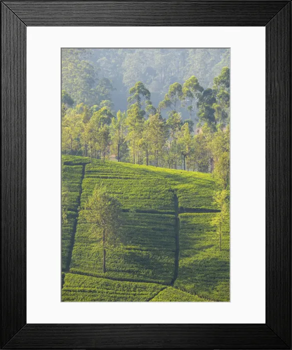 Framed Print : Sri Lanka, Hatton, Castlereagh Lake, Tea Estate Framed Print : Sri Lanka, Hatton, Castlereagh Lake, Tea Estate