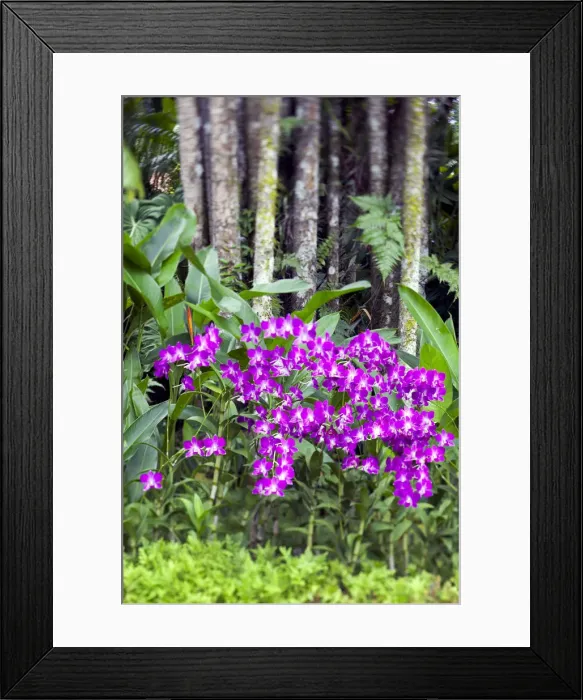 Framed Print : Orchids in Orchid Garden of Royal Botanical Gardens, Singapore Framed Print : Orchids in Orchid Garden of Royal Botanical Gardens, Singapore