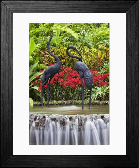 Framed Print : Singapore, Singapore Botanical Gardens, Hybrid cultivated Orchids and waterfall feature