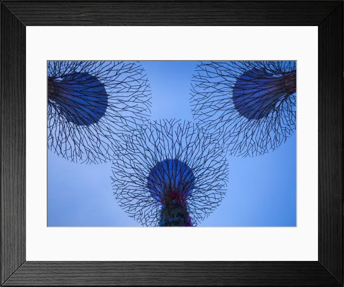 Framed Print : Singapore, Gardens By The Bay, Super Tree Grove, dusk Framed Print : Singapore, Gardens By The Bay, Super Tree Grove, dusk