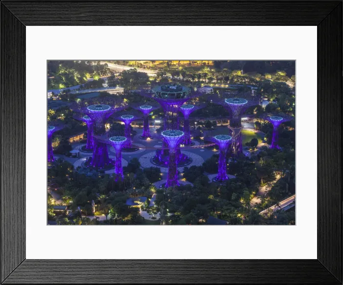 Framed Print : Singapore, elevated view of the Gardens By The Bay, Super Tree Grove, dawn Framed Print : Singapore, elevated view of the Gardens By The Bay, Super Tree Grove, dawn