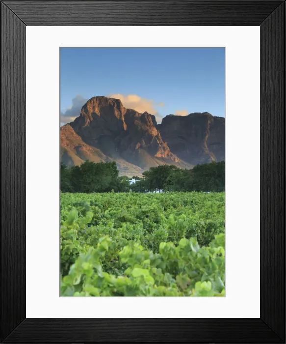 Framed Print : South Africa, Western Cape, Stellenbosch, Boschendal Estate Framed Print : South Africa, Western Cape, Stellenbosch, Boschendal Estate