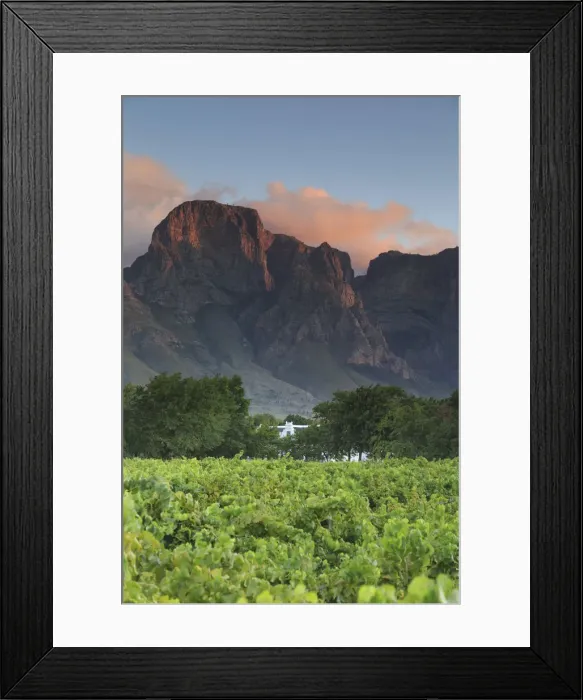 Framed Print : South Africa, Western Cape, Stellenbosch, Boschendal Estate Framed Print : South Africa, Western Cape, Stellenbosch, Boschendal Estate