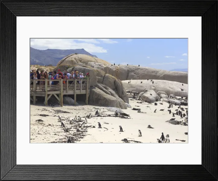 Framed Print : South Africa, Western Cape, Simons Town, Boulders Beach African Framed Print : South Africa, Western Cape, Simons Town, Boulders Beach African