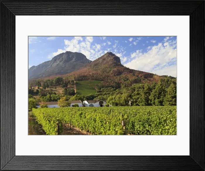 Framed Print : South Africa, Western Cape, Stellenbosch, Zorgvliet Wine Estate Framed Print : South Africa, Western Cape, Stellenbosch, Zorgvliet Wine Estate