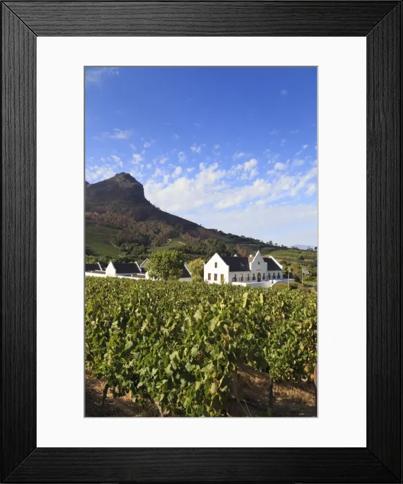 Framed Print : South Africa, Western Cape, Stellenbosch, Zorgvliet Wine Estate Framed Print : South Africa, Western Cape, Stellenbosch, Zorgvliet Wine Estate