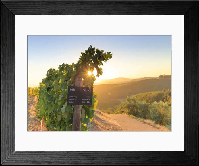 Framed Print : South Africa, Western Cape, Stellenbosch, Tokara Wine Estate Framed Print : South Africa, Western Cape, Stellenbosch, Tokara Wine Estate