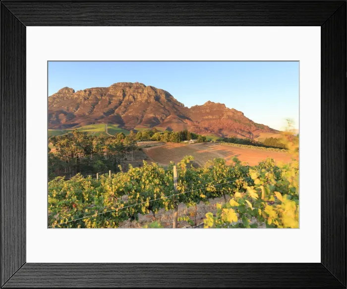 Framed Print : South Africa, Western Cape, Stellenbosch, Tokara Wine Estate Framed Print : South Africa, Western Cape, Stellenbosch, Tokara Wine Estate