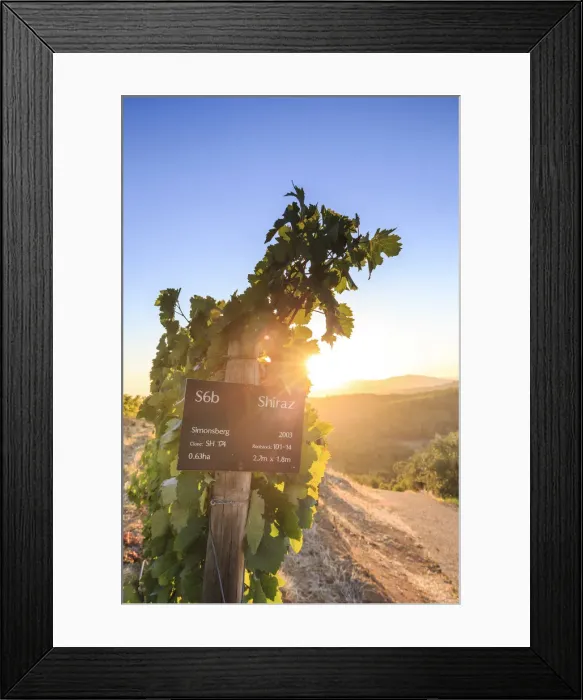 Framed Print : South Africa, Western Cape, Stellenbosch, Tokara Wine Estate