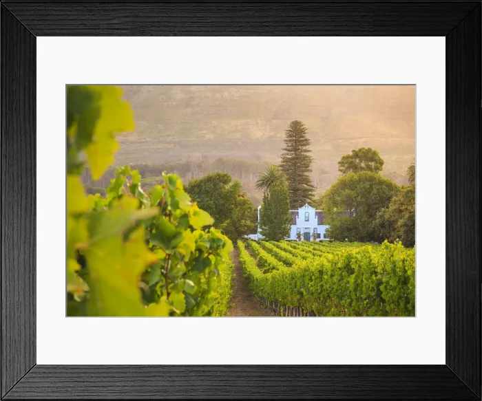 Framed Print : South Africa, Western Cape, Constantia, Buitenverwachting Wine Farm Framed Print : South Africa, Western Cape, Constantia, Buitenverwachting Wine Farm