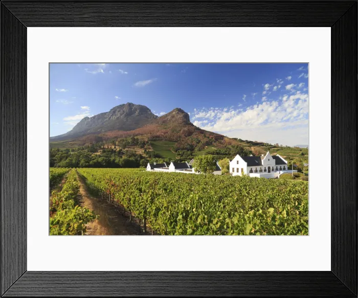 Framed Print : South Africa, Western Cape, Stellenbosch, Zorgvliet Wine Estate Framed Print : South Africa, Western Cape, Stellenbosch, Zorgvliet Wine Estate