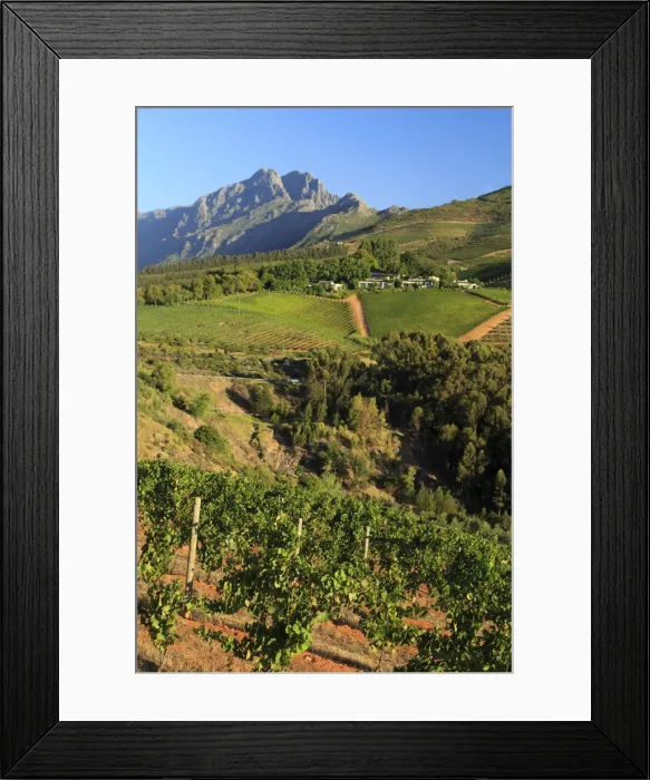 Framed Print : South Africa, Western Cape, Stellenbosch, Tokara Wine Estate Framed Print : South Africa, Western Cape, Stellenbosch, Tokara Wine Estate