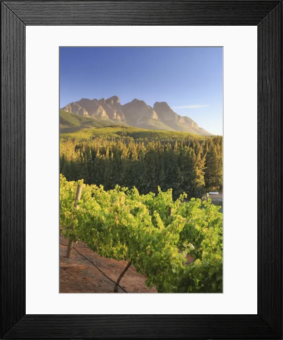 Framed Print : South Africa, Western Cape, Paarl, Doolhof Wine Estate