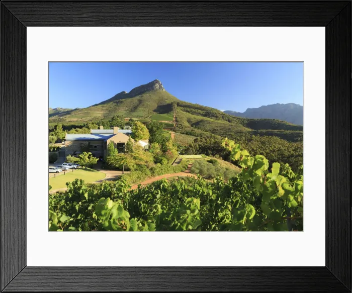 Framed Print : South Africa, Western Cape, Stellenbosch, Tokara Wine Estate Framed Print : South Africa, Western Cape, Stellenbosch, Tokara Wine Estate