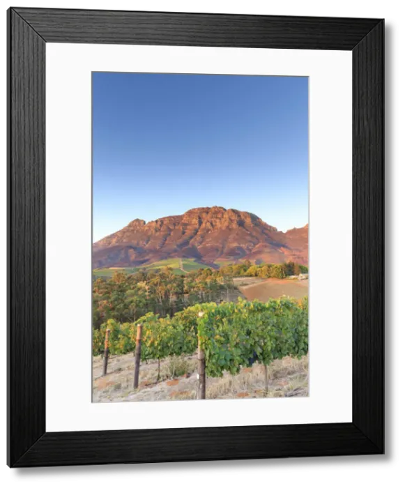 Framed Print : South Africa, Western Cape, Stellenbosch, Tokara Wine Estate Framed Print : South Africa, Western Cape, Stellenbosch, Tokara Wine Estate