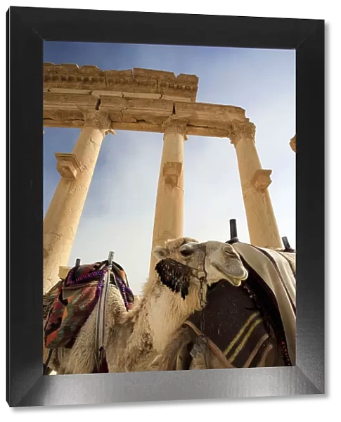 Syria, Palmyra ruins (UNESCO Site), Great Colonnade