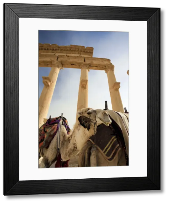 Framed Print : Syria, Palmyra ruins (UNESCO Site), Great Colonnade Framed Print : Syria, Palmyra ruins (UNESCO Site), Great Colonnade