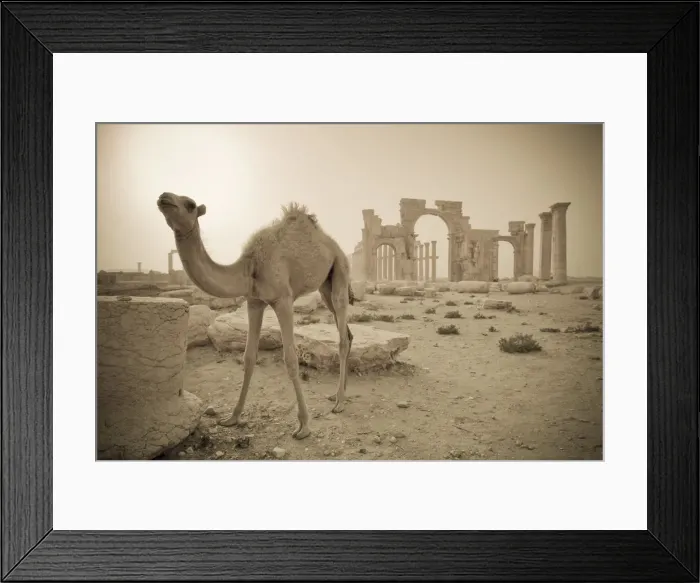 Framed Print : Syria, Palmyra ruins (UNESCO Site), Camel and Monumental Arch Framed Print : Syria, Palmyra ruins (UNESCO Site), Camel and Monumental Arch