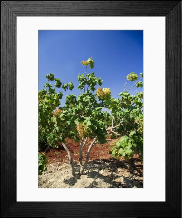 Framed Print : Syria, Hama, Syrian Pistachio Plantation (Pistacia vera) Framed Print : Syria, Hama, Syrian Pistachio Plantation (Pistacia vera)