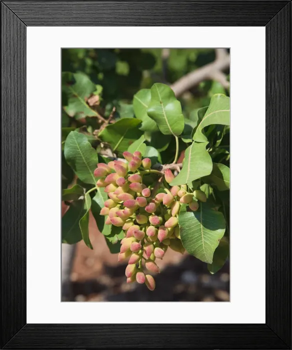 Framed Print : Syria, Hama, Syrian Pistachio Plantation (Pistacia vera) Framed Print : Syria, Hama, Syrian Pistachio Plantation (Pistacia vera)