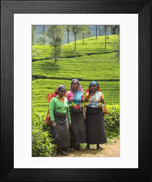 Framed Print : Sri Lanka, Nuwara Eliya disctict, Tea pluckers Framed Print : Sri Lanka, Nuwara Eliya disctict, Tea pluckers