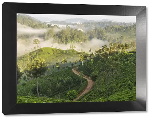 Tea Estate & morning mist, Hapatule, Southern Highlands, Sri Lanka