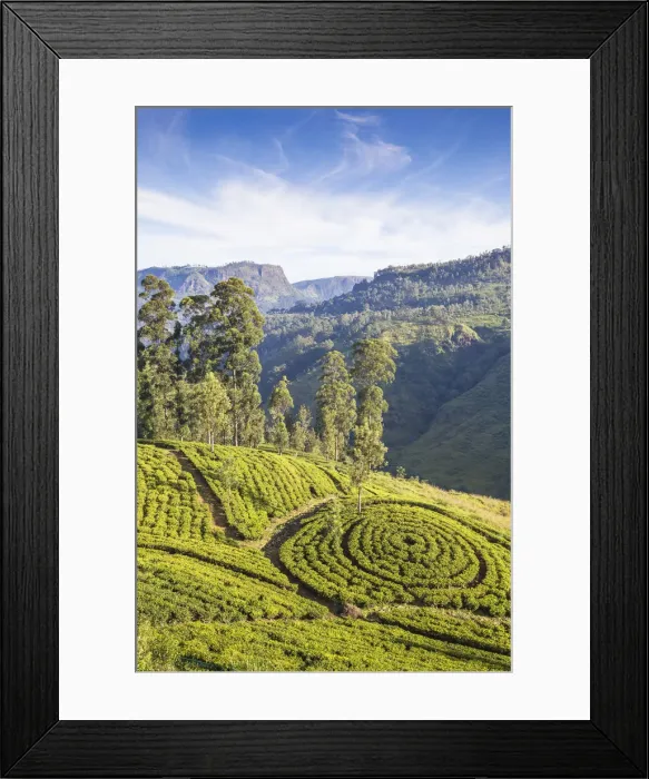 Framed Print : Sri Lanka, Nuwara Eliya, St Clair, Tea Estate Framed Print : Sri Lanka, Nuwara Eliya, St Clair, Tea Estate