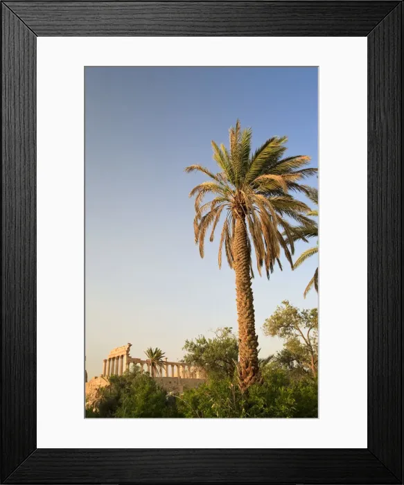 Framed Print : Syria, Palmyra ruins (UNESCO Site), Date Palm Oasis and Temple of Bel Framed Print : Syria, Palmyra ruins (UNESCO Site), Date Palm Oasis and Temple of Bel