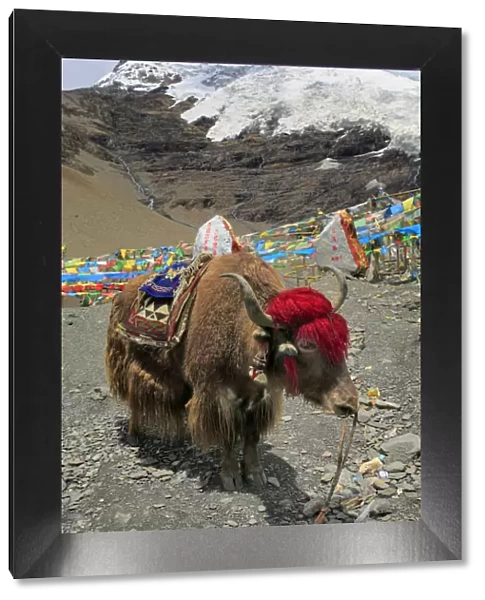 Karola Glacier (5560 m), Shannan Prefecture, Tibet, China