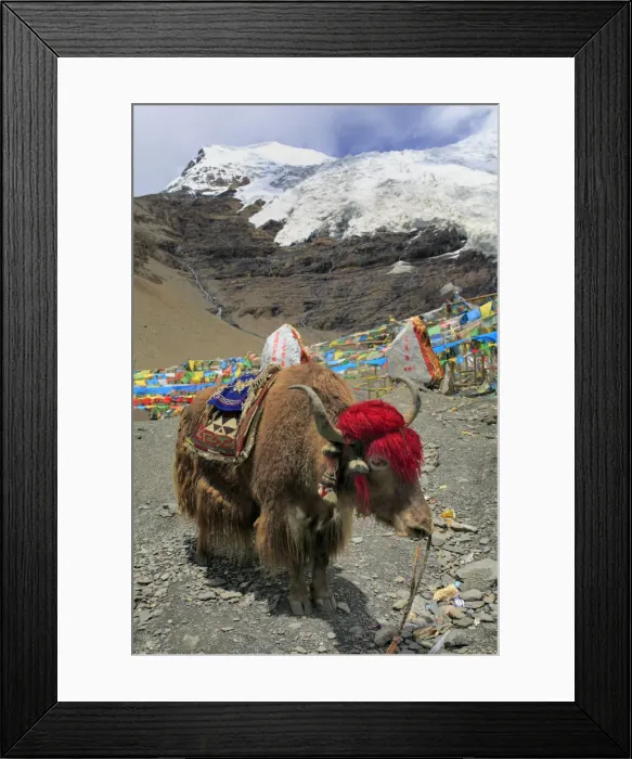 Framed Print : Karola Glacier (5560 m), Shannan Prefecture, Tibet, China Framed Print : Karola Glacier (5560 m), Shannan Prefecture, Tibet, China