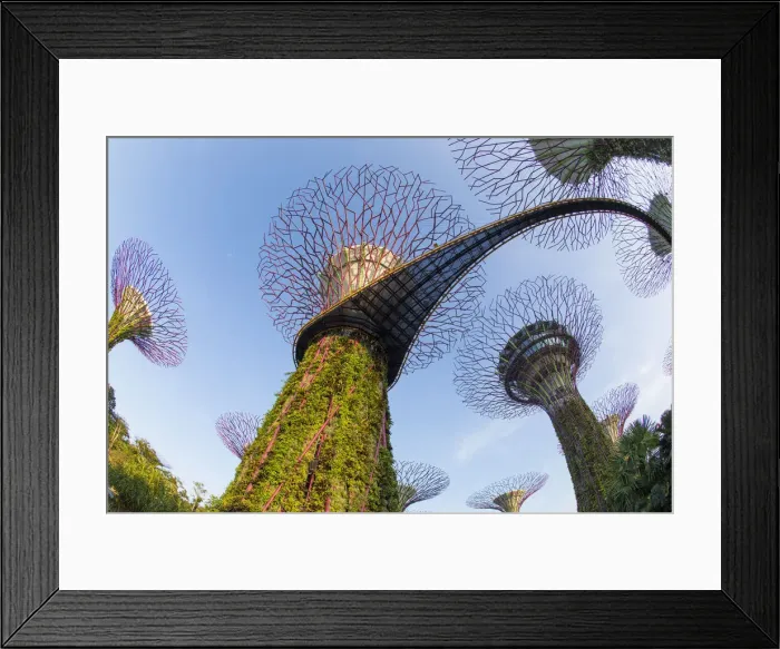 Framed Print : Supertrees at Gardens by the Bay, Singapore, Southeast Asia Framed Print : Supertrees at Gardens by the Bay, Singapore, Southeast Asia