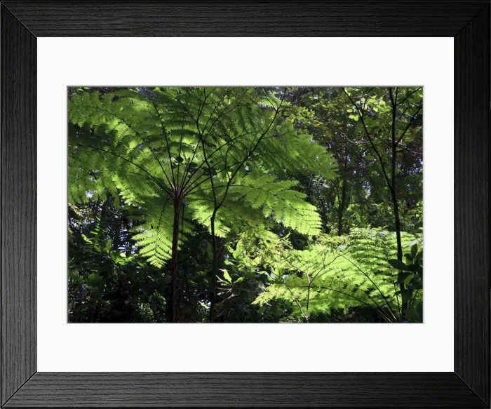 Framed Print : Caribbean, St Lucia, Des Cartier Trail, Tropical Rainforest Framed Print : Caribbean, St Lucia, Des Cartier Trail, Tropical Rainforest