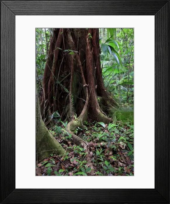 Framed Print : Caribbean, St Lucia, Des Cartier Trail, Tropical Rainforest Framed Print : Caribbean, St Lucia, Des Cartier Trail, Tropical Rainforest