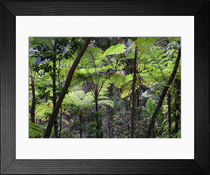 Framed Print : Caribbean, St Lucia, Des Cartier Trail, Tropical Rainforest Framed Print : Caribbean, St Lucia, Des Cartier Trail, Tropical Rainforest