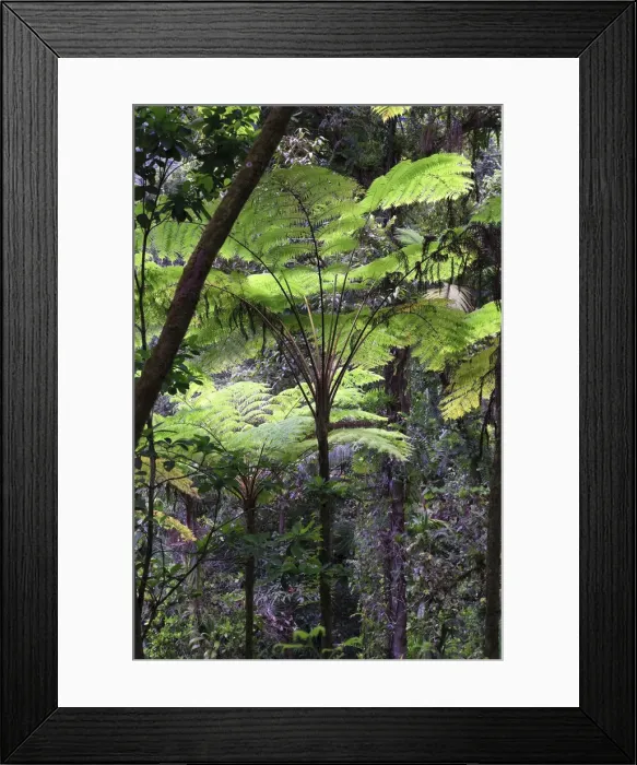 Framed Print : Caribbean, St Lucia, Des Cartier Trail, Tropical Rainforest Framed Print : Caribbean, St Lucia, Des Cartier Trail, Tropical Rainforest